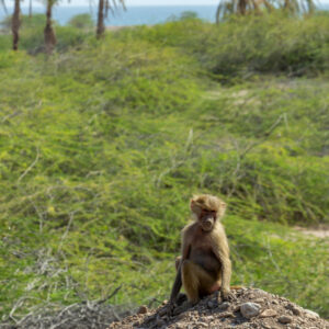 Tales of the Djibouti Beauty of wildlife by Camille Massida Photography